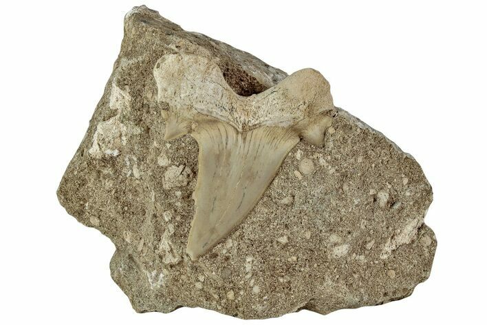 225 Otodus Shark Tooth Fossil In Rock Eocene 230932 For Sale